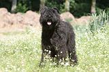 BOUVIER DES FLANDRES 018